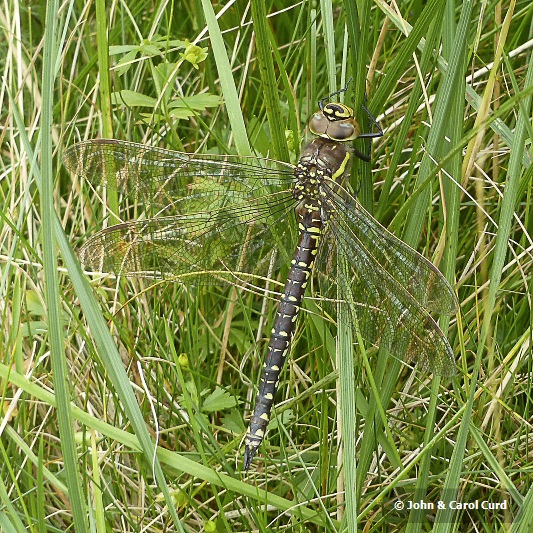 P1020672 Aeshna juncea female.JPG